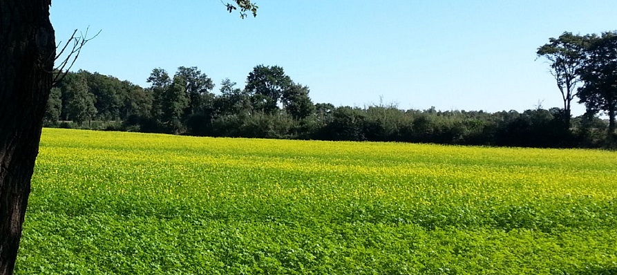 Essentie therapeut Han Goossen