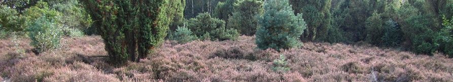 Essentie therapeut Han Goossen